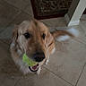 Sweet Pea is registered to the contest to win money with this photo: dog, golden_retriever, tennis_ball, pet, indoor, tile_floor, tail_wagging, looking_up, playful, animal, canine, companion, home, flooring, fur, mouth, cute, friendly, domestic, portrait