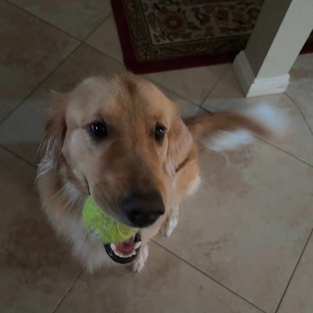 Sweet Pea is registered to the contest to win money with this photo: dog, golden_retriever, tennis_ball, pet, indoor, tile_floor, tail_wagging, looking_up, playful, animal, canine, companion, home, flooring, fur, mouth, cute, friendly, domestic, portrait