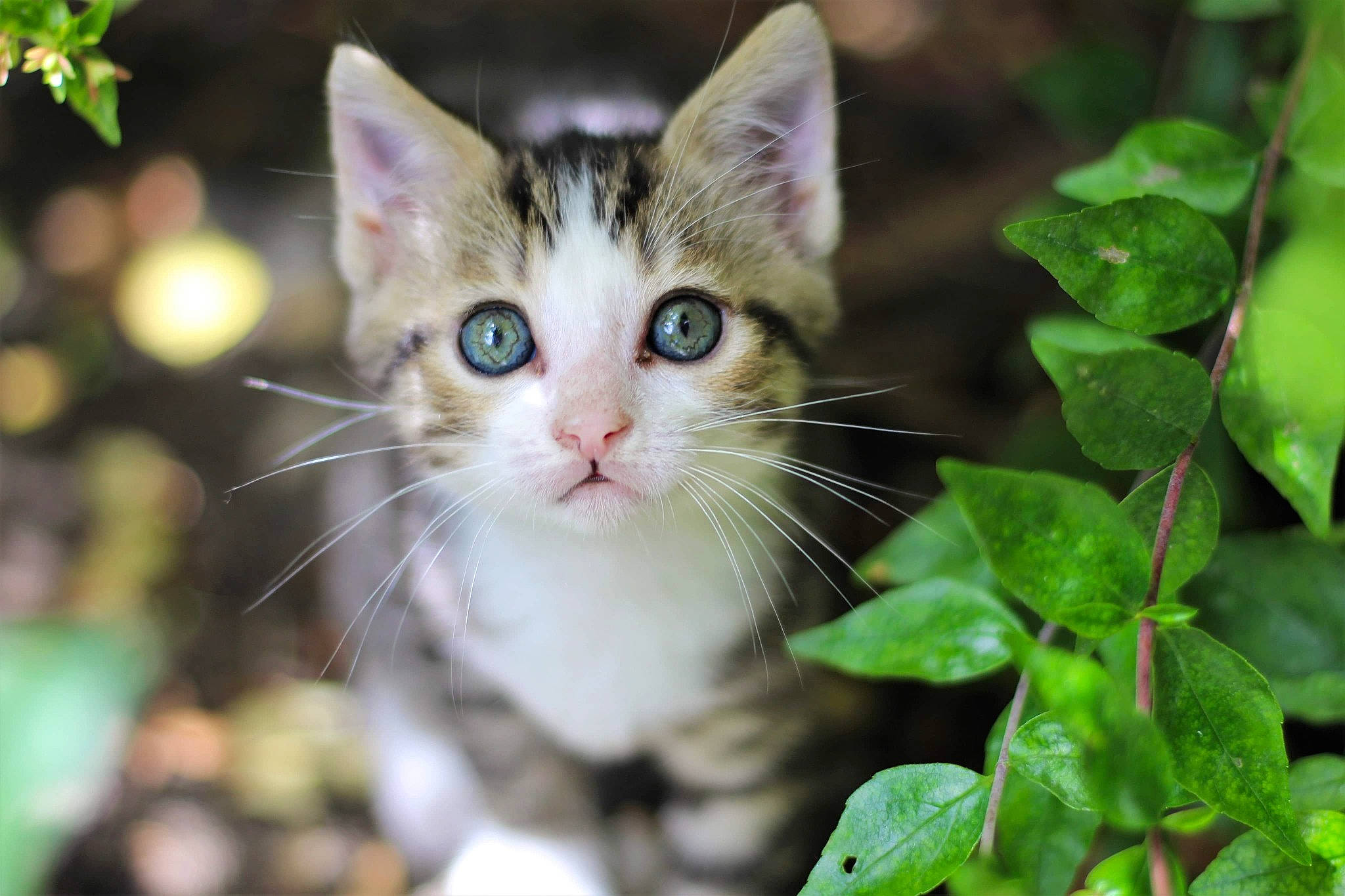 Missy a rejoint le concours — aidez-le/la à gagner de superbes lots ! aegean_cat, american_wirehair, asian, carnivore, cat, domestic_short_haired_cat, european_shorthair, eye, fawn, felidae, grass, green, kitten, leaf, mammal, ojos_azules, plant, small_to_medium_sized_cats, tabby_cat, whiskers