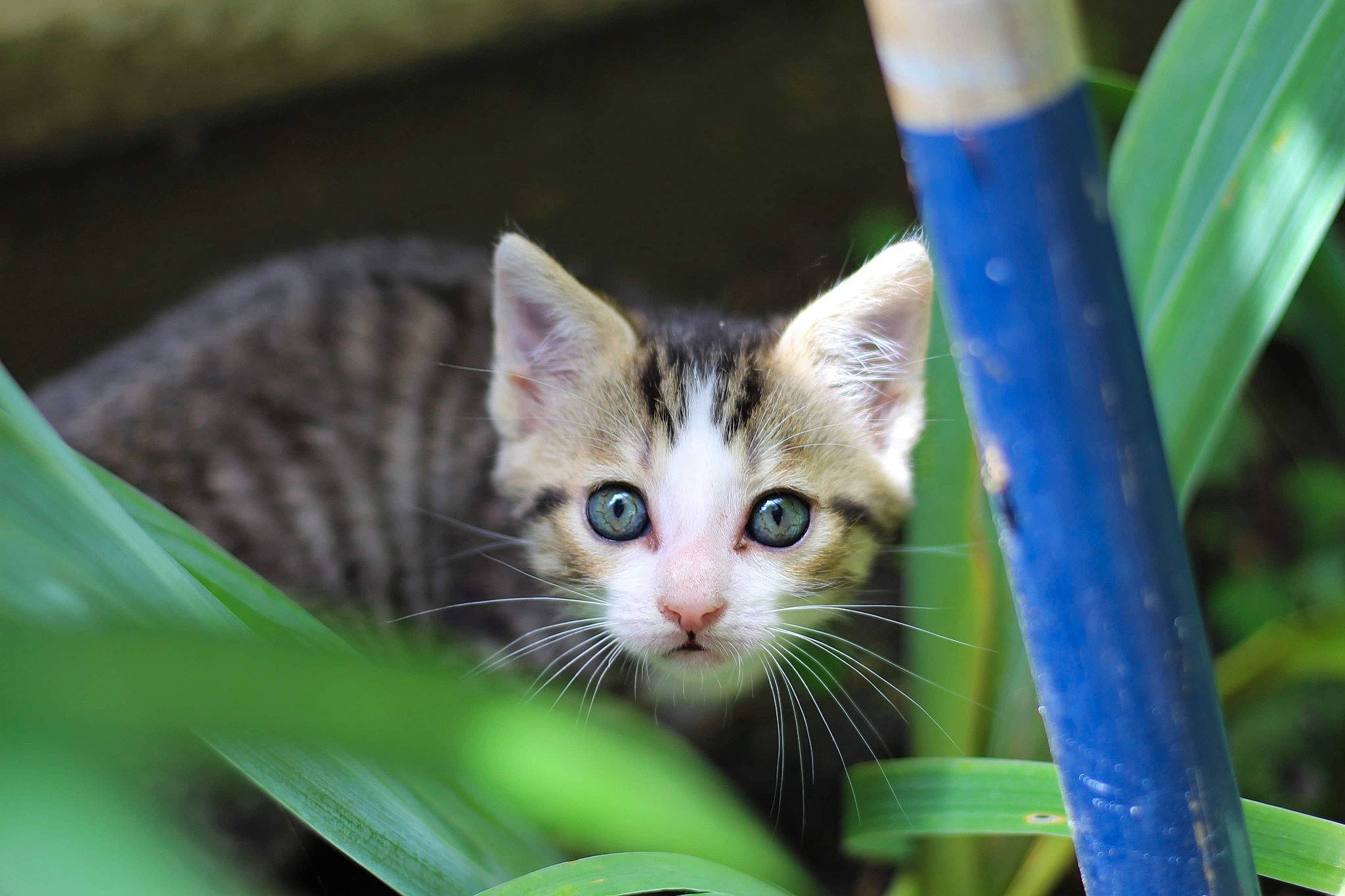 Missy a rejoint le concours — aidez-le/la à gagner de superbes lots ! aegean_cat, american_wirehair, asian, carnivore, cat, domestic_short_haired_cat, european_shorthair, eye, felidae, grass, kitten, mammal, ojos_azules, plant, small_to_medium_sized_cats, tabby_cat, whiskers