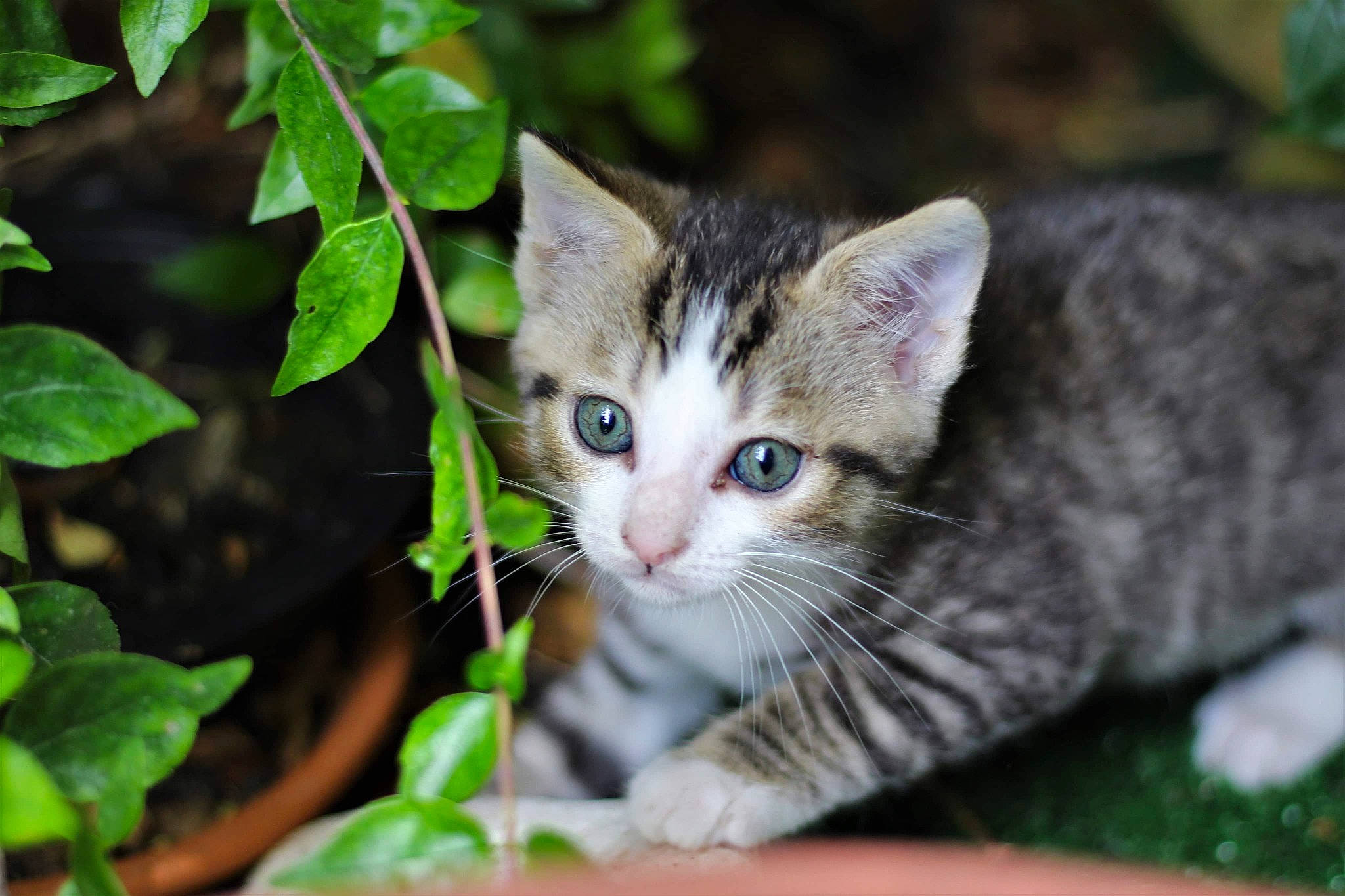 Missy participe au concours pour gagner de l&#x27;argent avec cette photo : aegean_cat, american_shorthair, american_wirehair, asian, carnivore, cat, domestic_short_haired_cat, european_shorthair, eye, felidae, grass, kitten, mammal, plant, small_to_medium_sized_cats, tabby_cat, tree, whiskers, wild_cat, wildlife