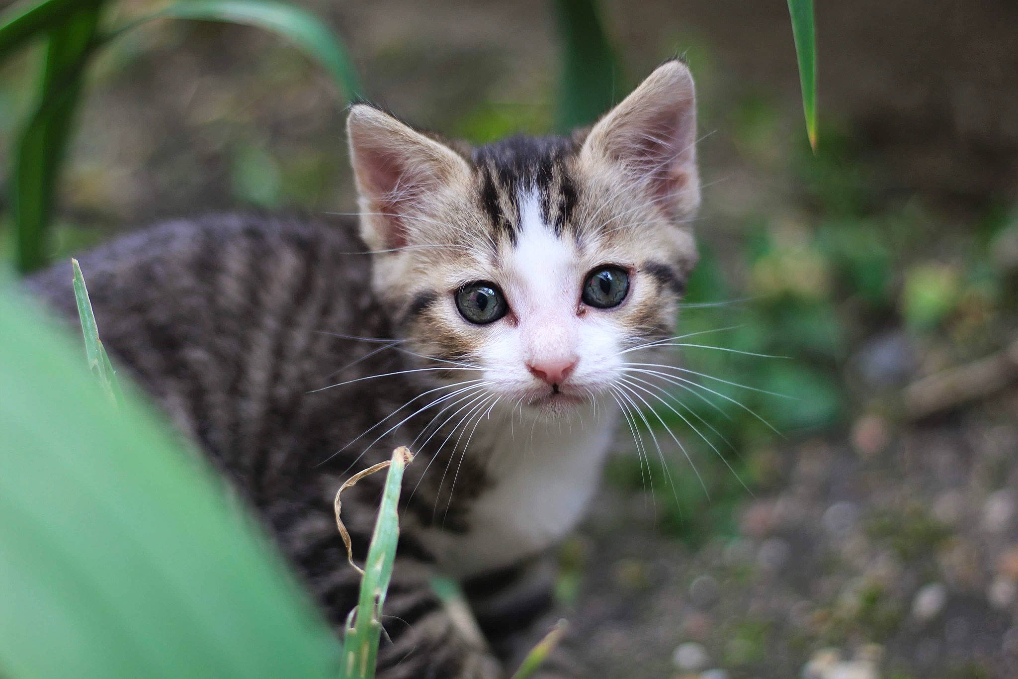 Missy a rejoint le concours — aidez-le/la à gagner de superbes lots ! aegean_cat, american_wirehair, carnivore, cat, close_up, domestic_short_haired_cat, european_shorthair, eye, felidae, grass, green, kitten, mammal, organism, small_to_medium_sized_cats, snout, tabby_cat, tree, whiskers, wild_cat