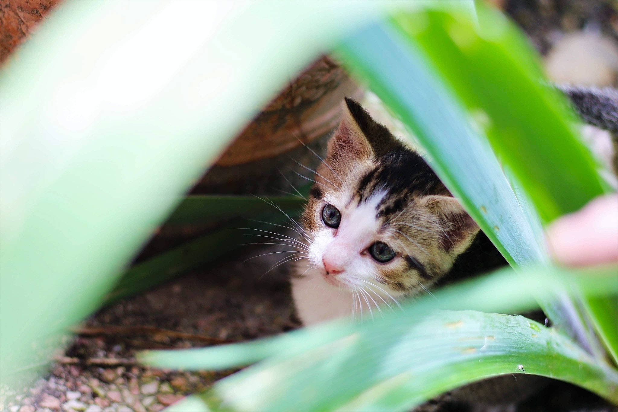 Missy participe au concours pour gagner de l&#x27;argent avec cette photo : aegean_cat, carnivore, cat, domestic_short_haired_cat, european_shorthair, eye, felidae, grass, kitten, norwegian_forest_cat, organism, plant, small_to_medium_sized_cats, tabby_cat, whiskers