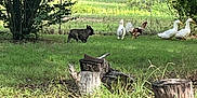 Rocky is registered to the contest to win money with this photo: dog, black_dog, grass, tree, bush, ducks, chicken, fence, stump, rural, nature, outdoor, farmyard, animal, greenery, field, wildlife, pets, walking, daytime