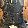 Rocky is registered to the contest to win money with this photo: dog, french_bulldog, brindle, pet, indoor, close_up, ears, face, animal, canine, wooden_background, looking_at_camera, domestic, companion, portrait, fur, snout, eyes, cute, mammal