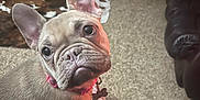 Star is registered to the contest to win money with this photo: french_bulldog, puppy, dog, indoor, carpet, rug, wooden_furniture, television, couch, leather, pet, cute, animal, collar, tag, ears, eyes, cozy, living_room, blanket