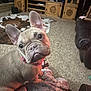 french_bulldog, puppy, dog, indoor, carpet, rug, wooden_furniture, television, couch, leather, pet, cute, animal, collar, tag, ears, eyes, cozy, living_room, blanket