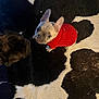 french_bulldog, puppy, dog, red_sweater, pet, indoor, carpet, cowhide_rug, curious, small_dog, black_and_white, animal, cute, companion, friendship, furry, domestic, looking_up, floor, playful
