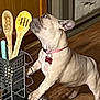 dog, french_bulldog, pet, indoor, wooden_floor, collar, kitchen, utensils, curious, standing, paw, metal_surface, spoon, wooden_spoon, container, domestic, animal, canine, looking_up, floor