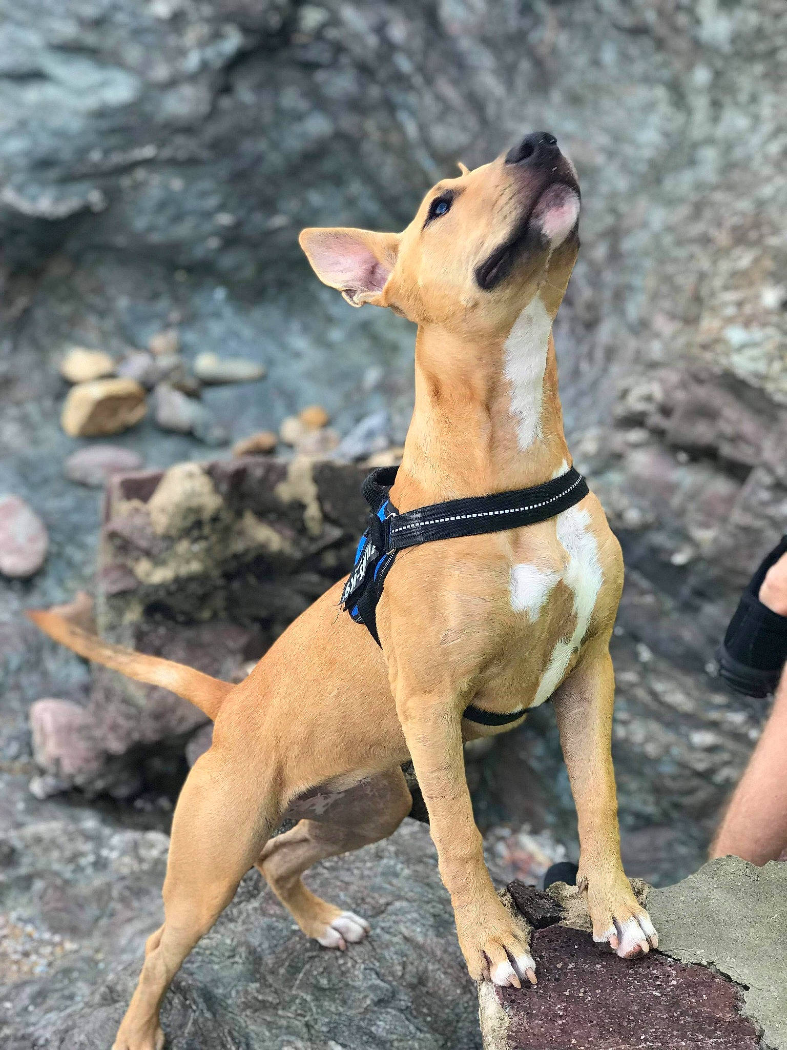 Skynzy a rejoint le concours — aidez-le/la à gagner de superbes lots ! canidae, carnivore, dog, dog_breed, dog_collar, fawn, feist, mammal, non_sporting_group, potcake_dog, rare_breed_dog, vertebrate