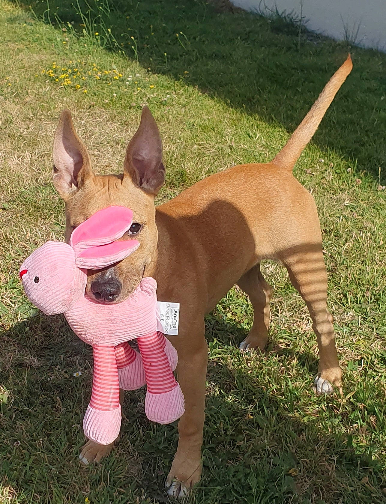 Skynzy a rejoint le concours — aidez-le/la à gagner de superbes lots ! bull_terrier_miniature, canidae, carnivore, companion_dog, dog, dog_breed, dog_clothes, dog_walking, ear, fawn, grass, non_sporting_group, pink, puppy, sporting_group, tail