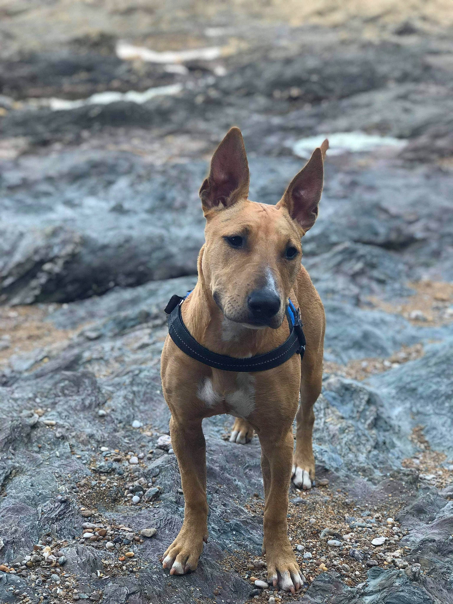 Skynzy a rejoint le concours — aidez-le/la à gagner de superbes lots ! africanis, canidae, carnivore, carolina_dog, cretan_hound, dog, dog_breed, fawn, formosan_mountain_dog, hunting_dog, mammal, pariah_dog, podenco_canario, potcake_dog, rare_breed_dog, snout, thai_ridgeback, vertebrate