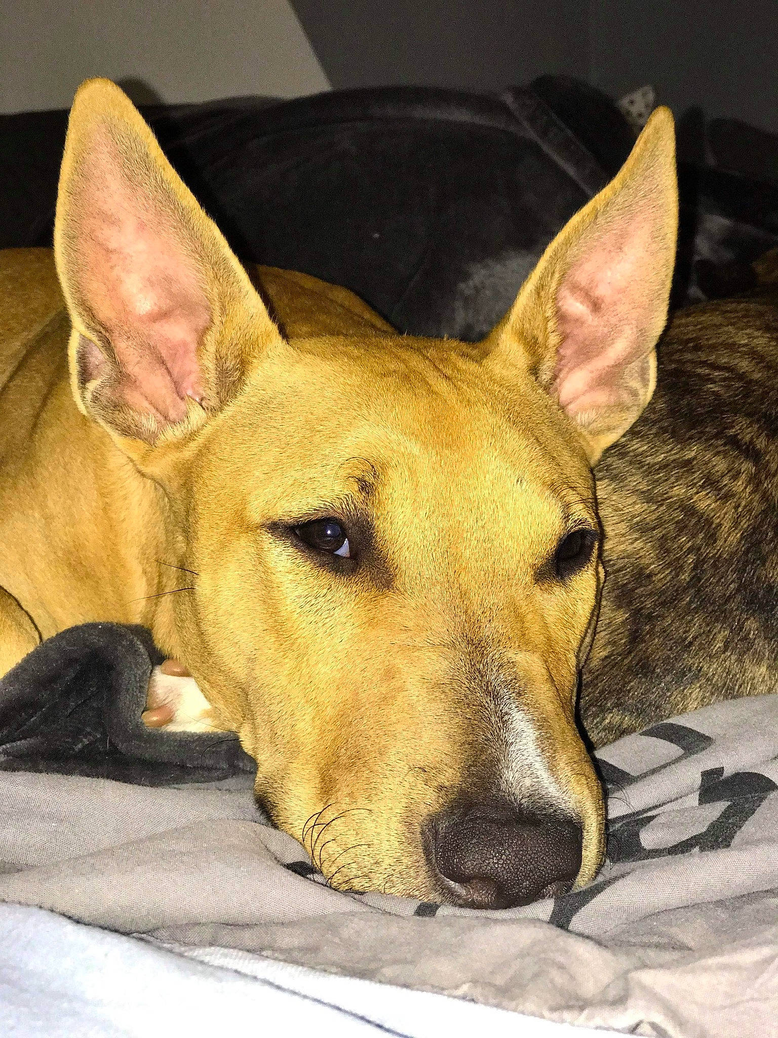 Skynzy participe au concours pour gagner de l'argent avec cette photo : ancient_dog_breeds, bull_and_terrier, bull_terrier, bull_terrier_miniature, canidae, carnivore, carolina_dog, dog, dog_breed, ear, fawn, mammal, non_sporting_group, old_english_terrier, pariah_dog, rare_breed_dog, snout, vertebrate, whiskers