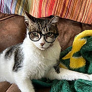 Turtle joined the competition — help win amazing prizes! animal, blanket, cat, colorful, couch, cozy, ears, eyeglasses, glasses, green, indoors, pet, pillows, portrait, seated, striped, tabby, whiskers, white_fur, yellow