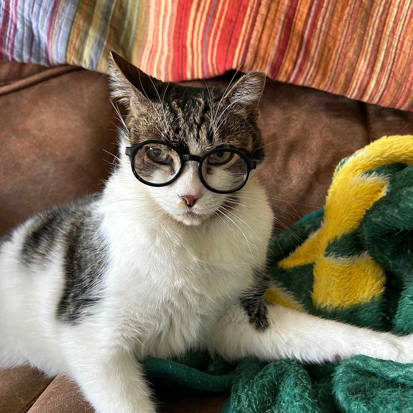 Turtle joined the competition — help win amazing prizes! animal, blanket, cat, colorful, couch, cozy, ears, eyeglasses, glasses, green, indoors, pet, pillows, portrait, seated, striped, tabby, whiskers, white_fur, yellow
