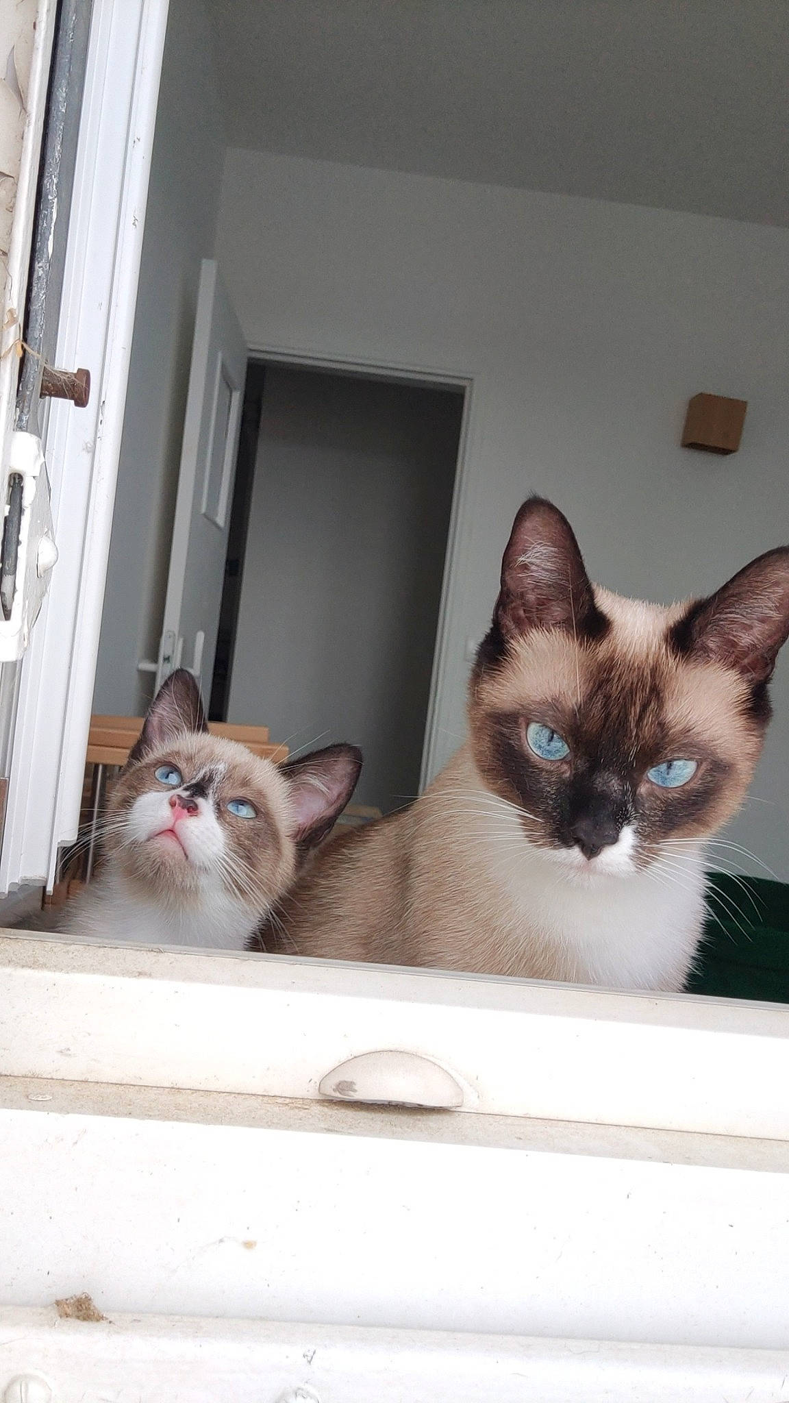 Eko a rejoint le concours — aidez-le/la à gagner de superbes lots ! box, carnivore, cat, domestic_short_haired_cat, door, fawn, felidae, flooring, fur, paw, siamese, small_to_medium_sized_cats, snout, thai, vertebrate, whiskers, window