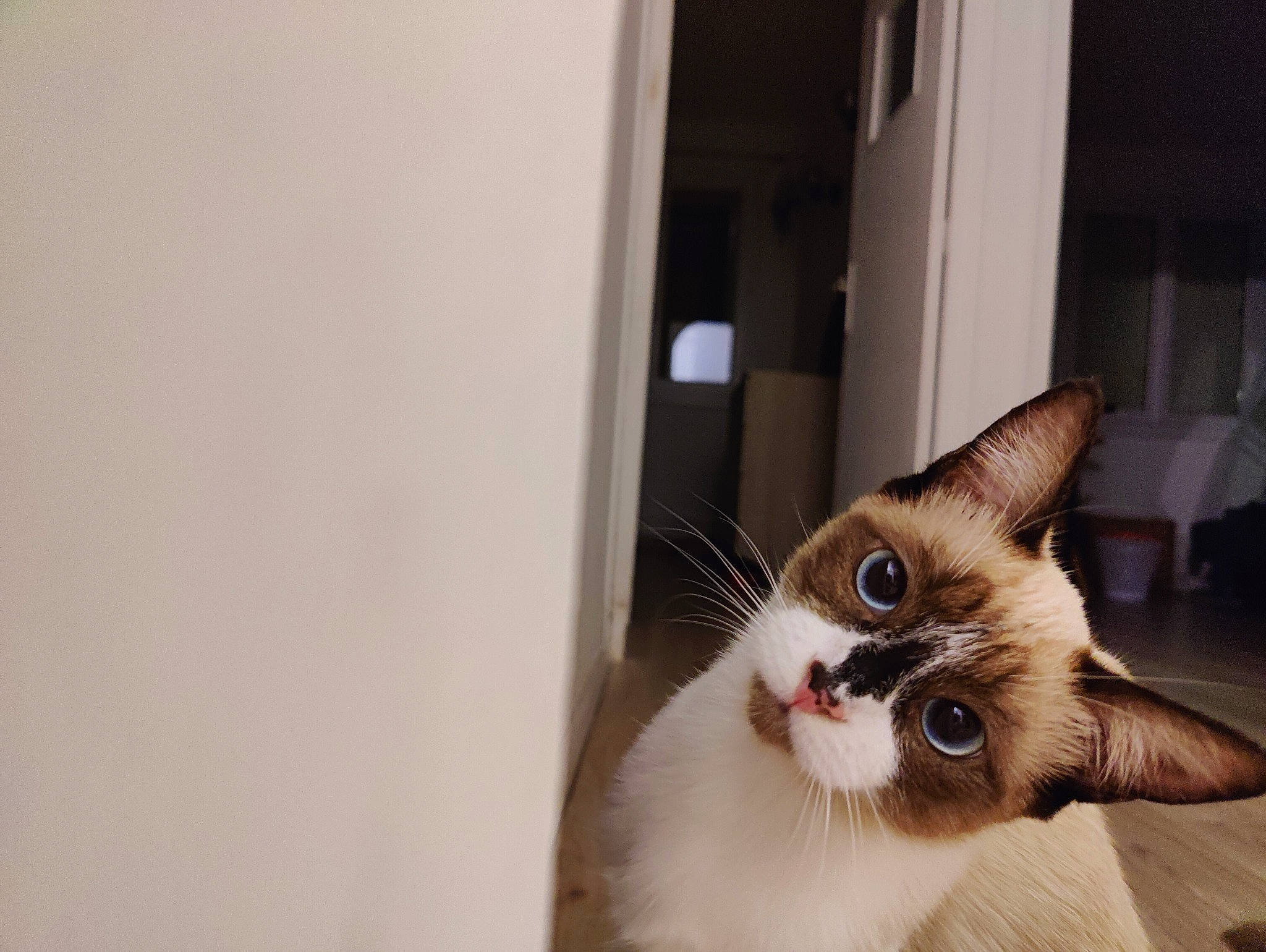 Eko a rejoint le concours — aidez-le/la à gagner de superbes lots ! carnivore, cat, domestic_short_haired_cat, door, eyelash, fawn, felidae, fur, paw, small_to_medium_sized_cats, snout, tail, thai, whiskers, window, wood