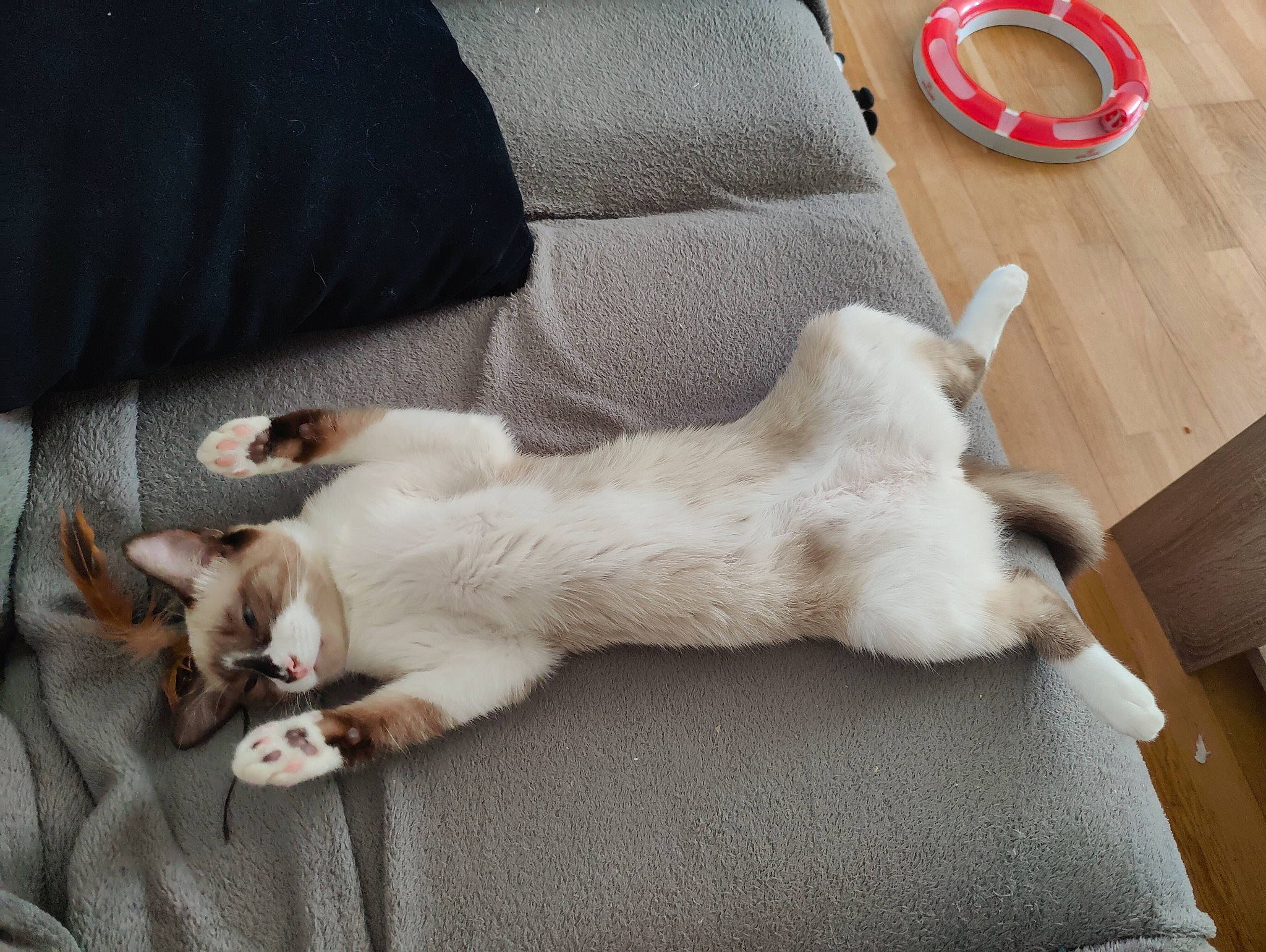 Eko a rejoint le concours — aidez-le/la à gagner de superbes lots ! adhesive, adhesive_tape, carnivore, cat, claw, comfort, companion_dog, couch, dog_breed, domestic_short_haired_cat, felidae, flooring, fur, hardwood, paw, small_to_medium_sized_cats, snout, tail, whiskers, wood