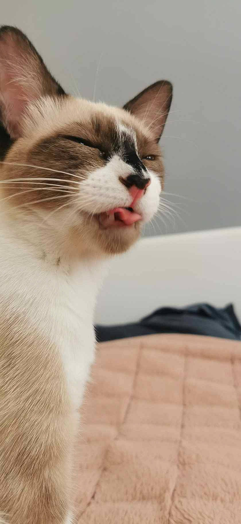 Eko participe au concours pour gagner de l'argent avec cette photo : carnivore, cat, cat_supply, claw, comfort, domestic_short_haired_cat, felidae, fur, paw, pet_supply, small_to_medium_sized_cats, snout, tail, terrestrial_animal, whiskers, window