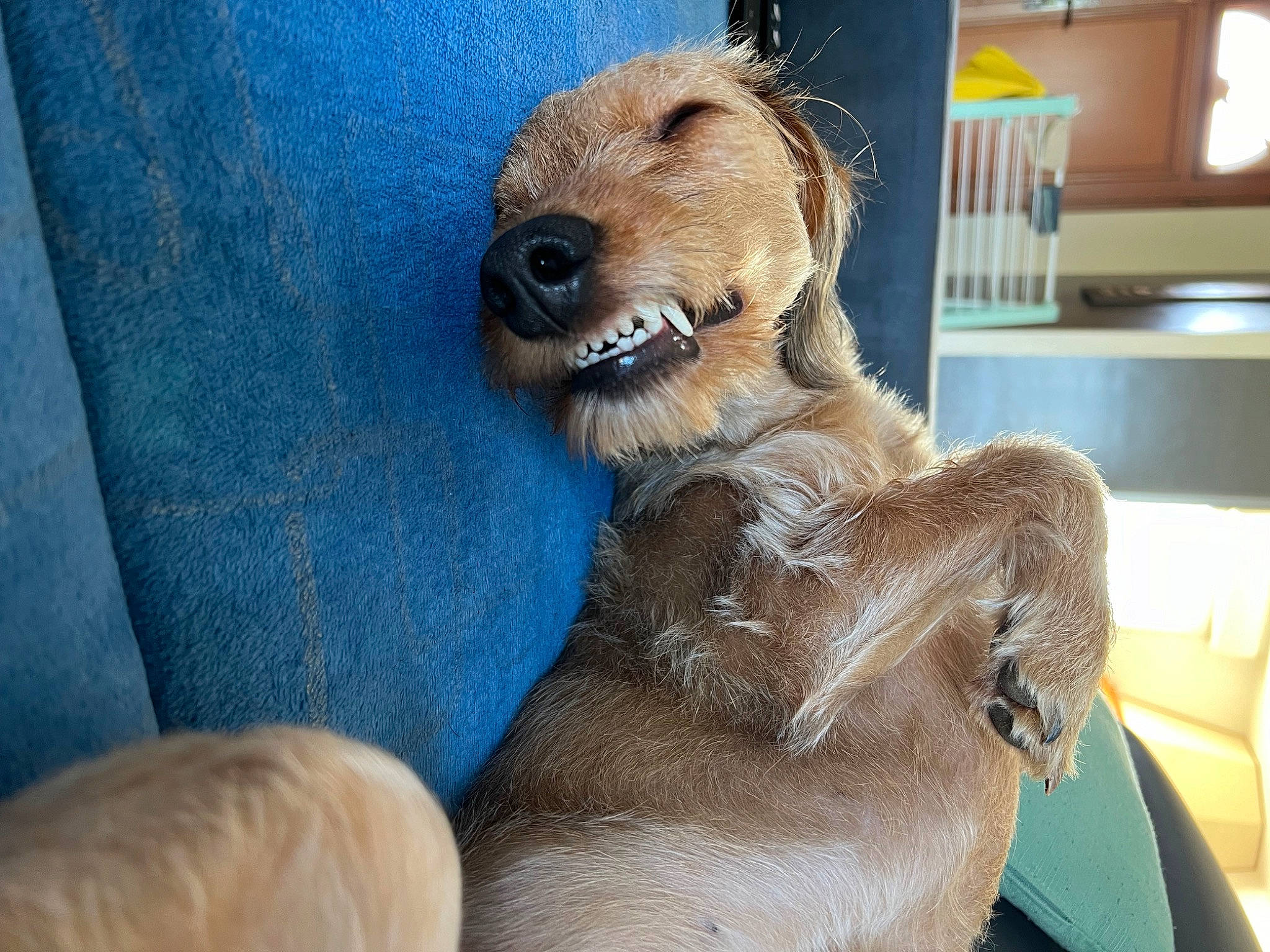 Ambre participe au concours pour gagner de l'argent avec cette photo : canidae, carnivore, chair, claw, companion_dog, dog_breed, electric_blue, fang, fawn, fur, jaw, mustelidae, sculpture, snout, sporting_group, stuffed_toy, terrestrial_animal, toy, whiskers, wood