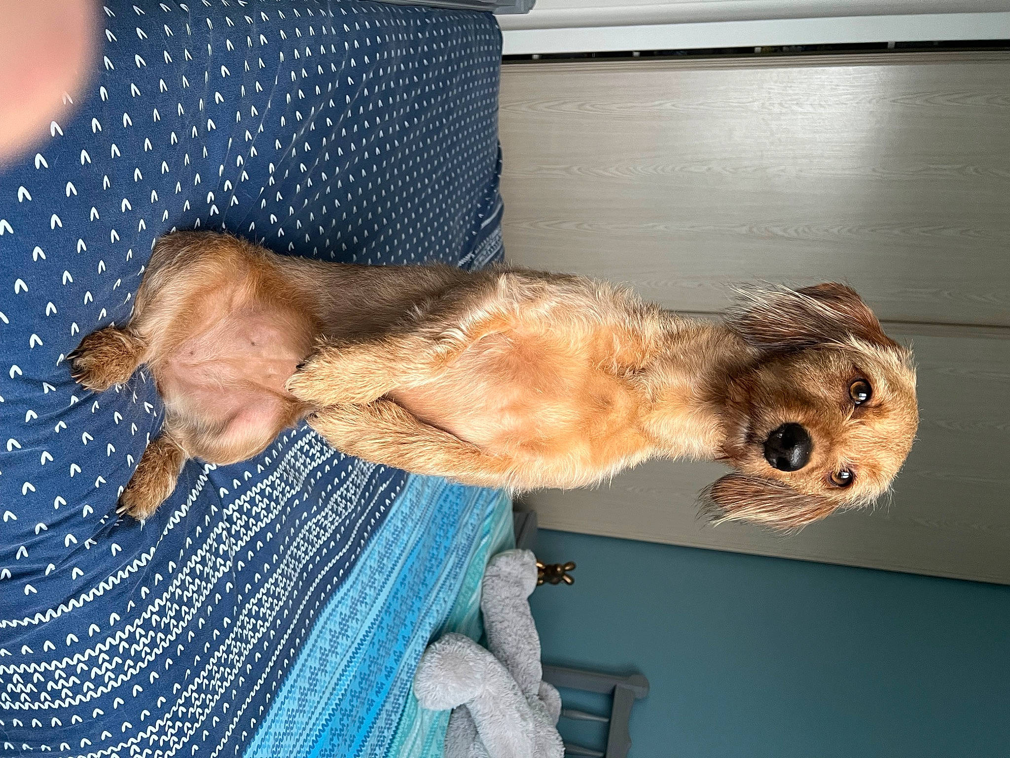 Ambre participe au concours pour gagner de l'argent avec cette photo : beak, bird_of_prey, border_terrier, canidae, claw, companion_dog, dog_breed, falconiformes, fawn, felidae, fur, liver, owl, small_to_medium_sized_cats, snout, sporting_group, tail, terrestrial_animal, whiskers, wing