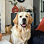 animal, cozy, cushion, decor, dog, face, fur, furniture, golden_retriever, happy, home, houseplant, indoor, lamp, living_room, mirror, pet, smiling, table, vase