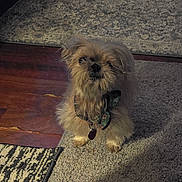 Bella joined the competition — help win amazing prizes! animal, bow_tie, brown, carpet, collar, curious, cute, dog, domestic, flooring, fluffy, fur, indoor, looking_up, pet, scruffy, small_dog, standing, texture, wooden_floor
