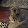 animal, bow_tie, brown, carpet, collar, curious, cute, dog, domestic, flooring, fluffy, fur, indoor, looking_up, pet, scruffy, small_dog, standing, texture, wooden_floor