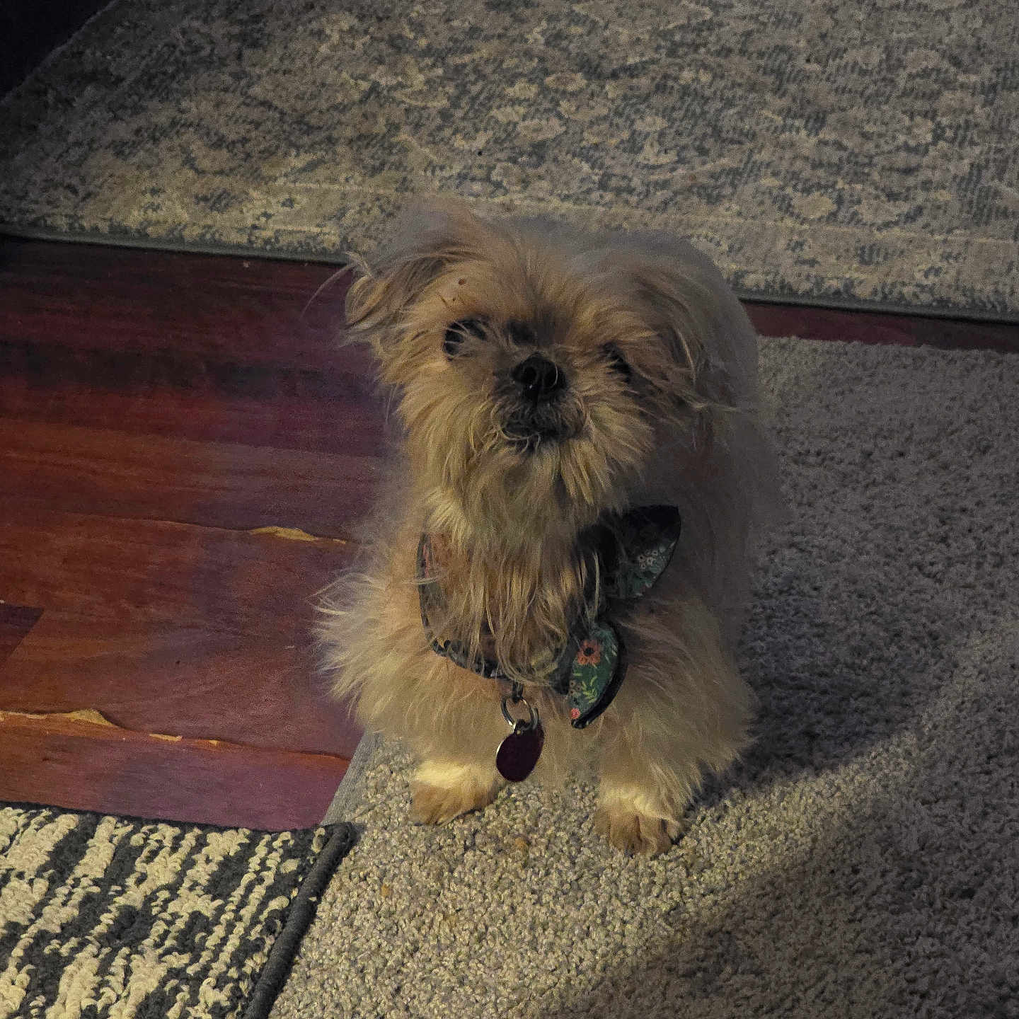 Bella