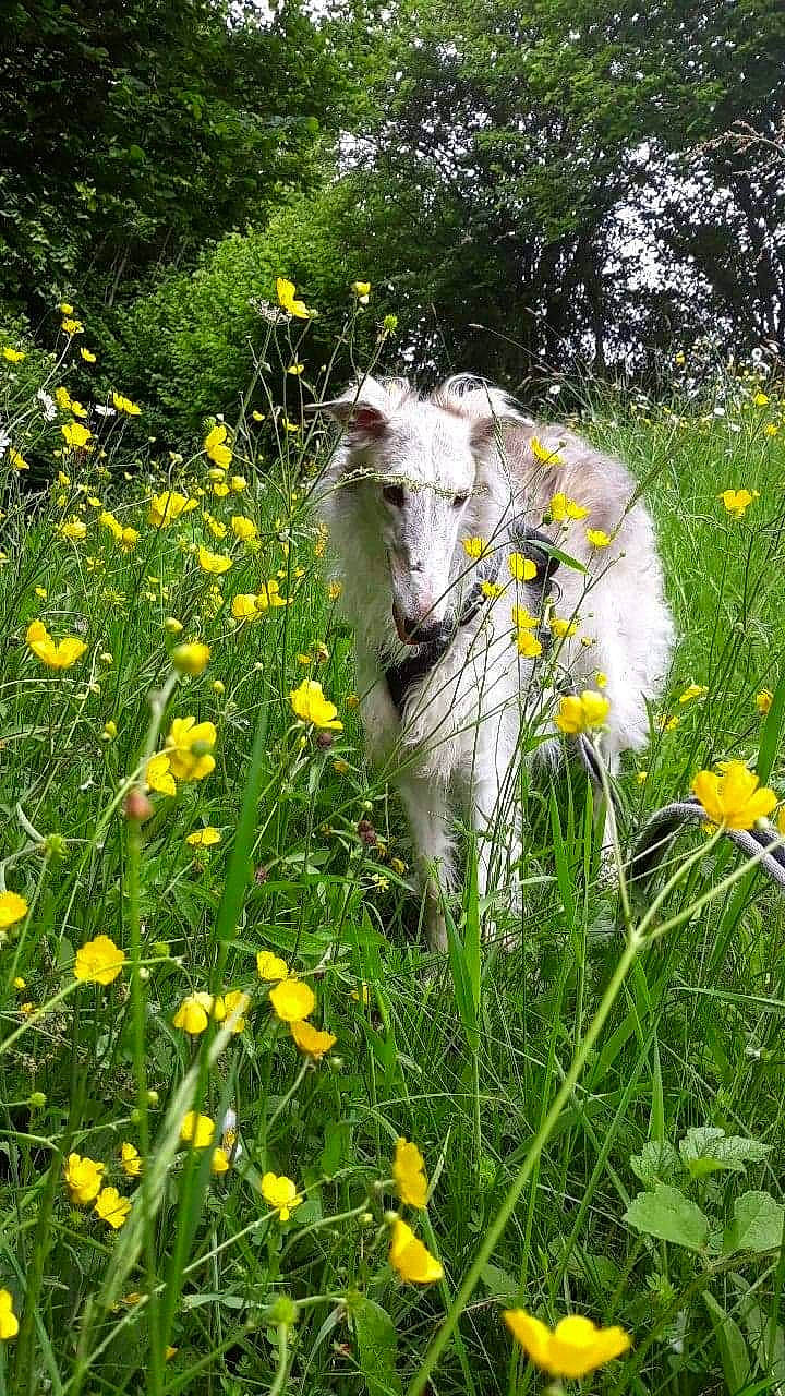 Miemka a rejoint le concours — aidez-le/la à gagner de superbes lots ! amaryllis_family, borzoi, bovine, canidae, cow_goat_family, dandelion, flower, goat, goats, grass, grass_family, grassland, meadow, pasture, plant, prairie, spring, wildflower, wildlife
