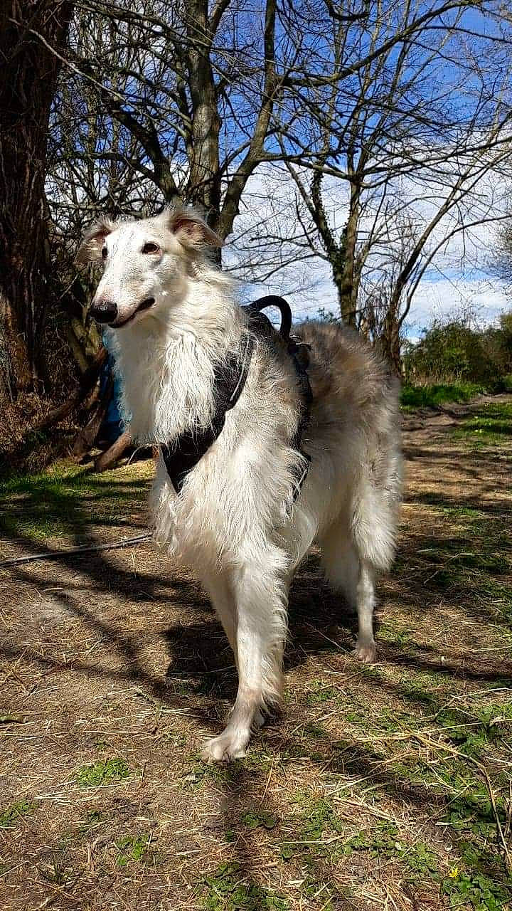 Miemka participe au concours pour gagner de l'argent avec cette photo : borzoi, canidae, carnivore, companion_dog, dog, dog_breed, longhaired_whippet, mammal, silken_windhound, sporting_group, vertebrate