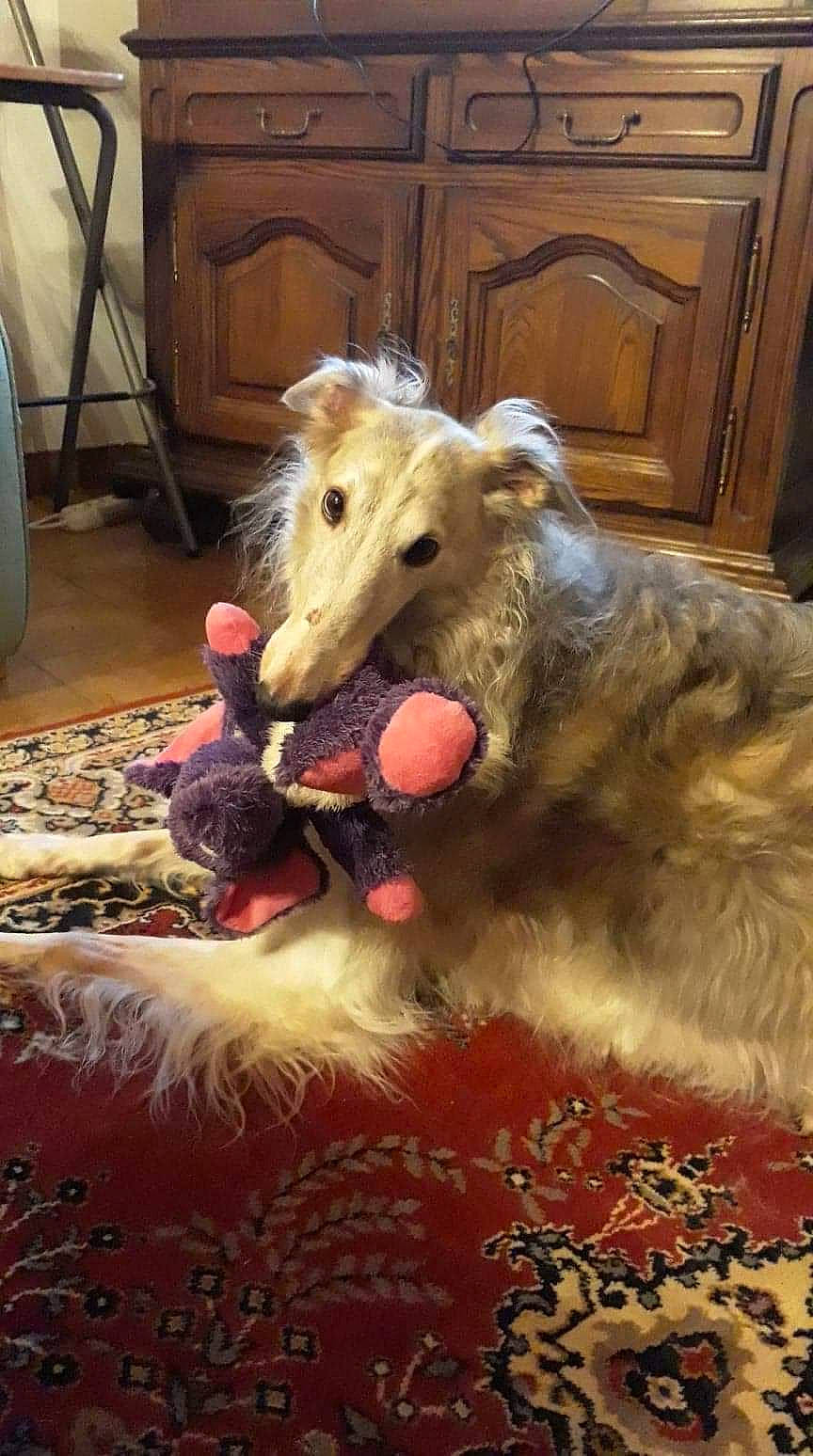 Miemka participe au concours pour gagner de l'argent avec cette photo : afghan_hound, american_staghound, borzoi, canidae, carnivore, dog, dog_breed, fawn, galgo_espanol, irish_wolfhound, mammal, scottish_deerhound, sighthound, silken_windhound, snout, vertebrate