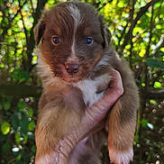 Alpha a rejoint le concours — aidez-le/la à gagner de superbes lots ! puppy, dog, brown, white, cute, animal, pet, fur, outdoor, forest, greenery, hand, young, mammal, nature, adorable, portrait, closeup, eyes, nose