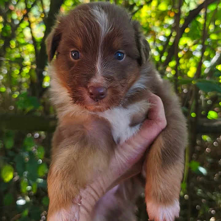 Alpha a rejoint le concours — aidez-le/la à gagner de superbes lots ! adorable, animal, brown, closeup, cute, dog, eyes, forest, fur, greenery, hand, mammal, nature, nose, outdoor, pet, portrait, puppy, white, young