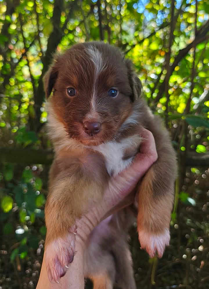 Alpha a rejoint le concours — aidez-le/la à gagner de superbes lots ! puppy, dog, brown, white, cute, animal, pet, fur, outdoor, forest, greenery, hand, young, mammal, nature, adorable, portrait, closeup, eyes, nose