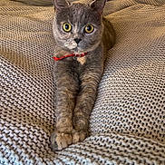 Peaches joined the competition — help win amazing prizes! cat, gray_cat, yellow_eyes, knitted_blanket, stretching, indoor, pet, cozy, feline, collar, red_collar, bed, fur, whiskers, cute, animal, portrait, relaxed, looking, home