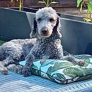 Bodhi joined the competition — help win amazing prizes! dog, gray_dog, curly_fur, outdoor, cushion, leaf_pattern, greenery, sunlight, relaxed, pet, collar, garden, resting, animal, domestic_animal, poodle, fur, cute, laying_down, backyard