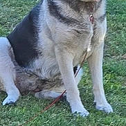Dallas joined the competition — help win amazing prizes! dog, german_shepherd, sitting, grass, outdoor, pet, canine, animal, tongue_out, happy, ears_up, leash, collar, nature, daylight, mammal, friendly, fur, companion, resting