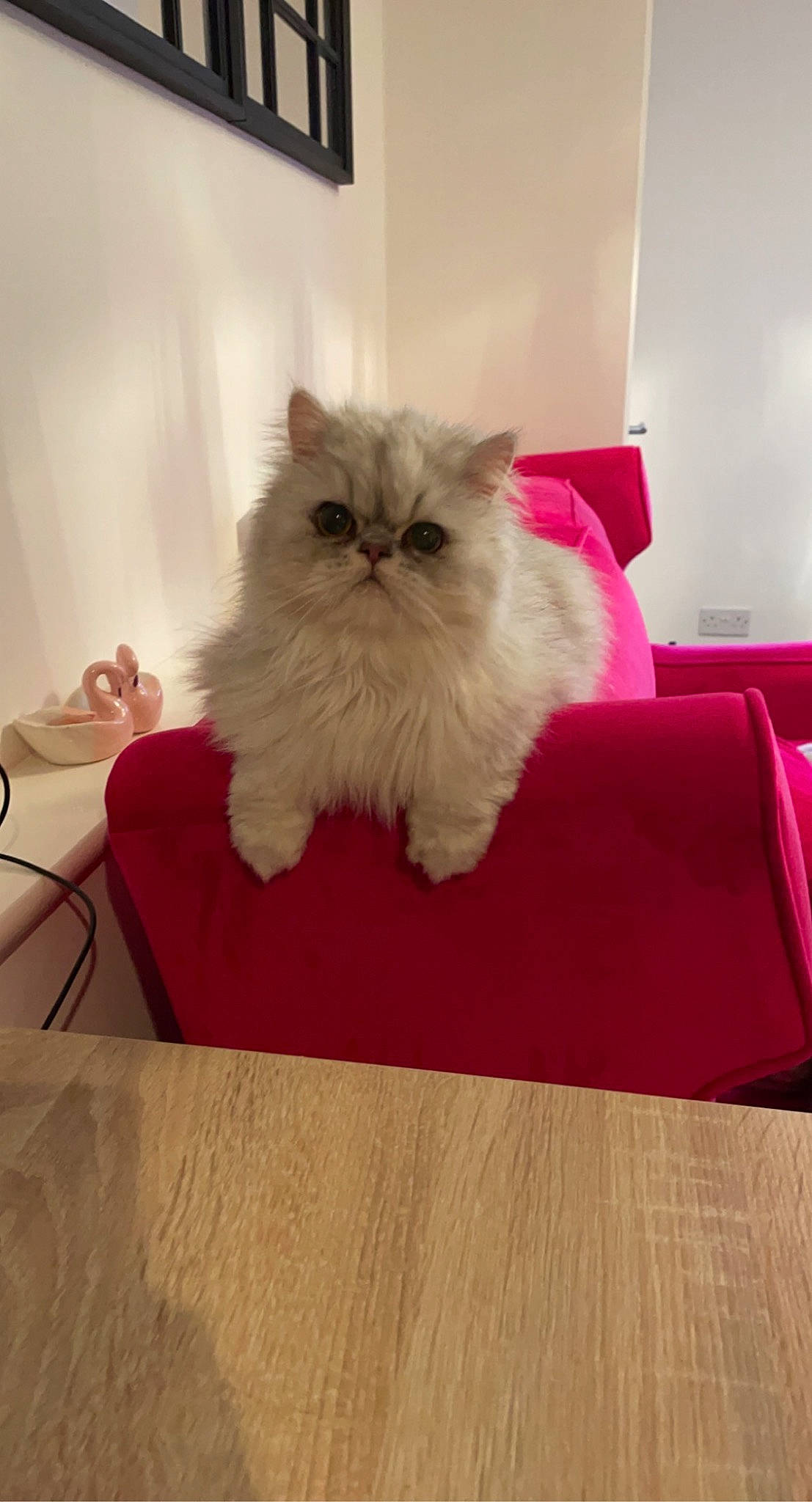 Kasper is registered to the contest to win money with this photo: british_longhair, carnivore, cat, comfort, companion_dog, fashion_accessory, fawn, felidae, flooring, fur, hardwood, natural_material, persian, ragdoll, small_to_medium_sized_cats, tail, whiskers, wood, wood_flooring