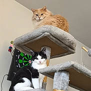 Thanos a rejoint le concours — aidez-le/la à gagner de superbes lots ! cat, cats, cat_tree, orange_cat, black_and_white_cat, indoor, pet, feline, dartboard, darts, furniture, playful, curious, fluffy, multi_level, perched, cozy, domestic, animal, resting