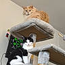 cat, cats, cat_tree, orange_cat, black_and_white_cat, indoor, pet, feline, dartboard, darts, furniture, playful, curious, fluffy, multi_level, perched, cozy, domestic, animal, resting