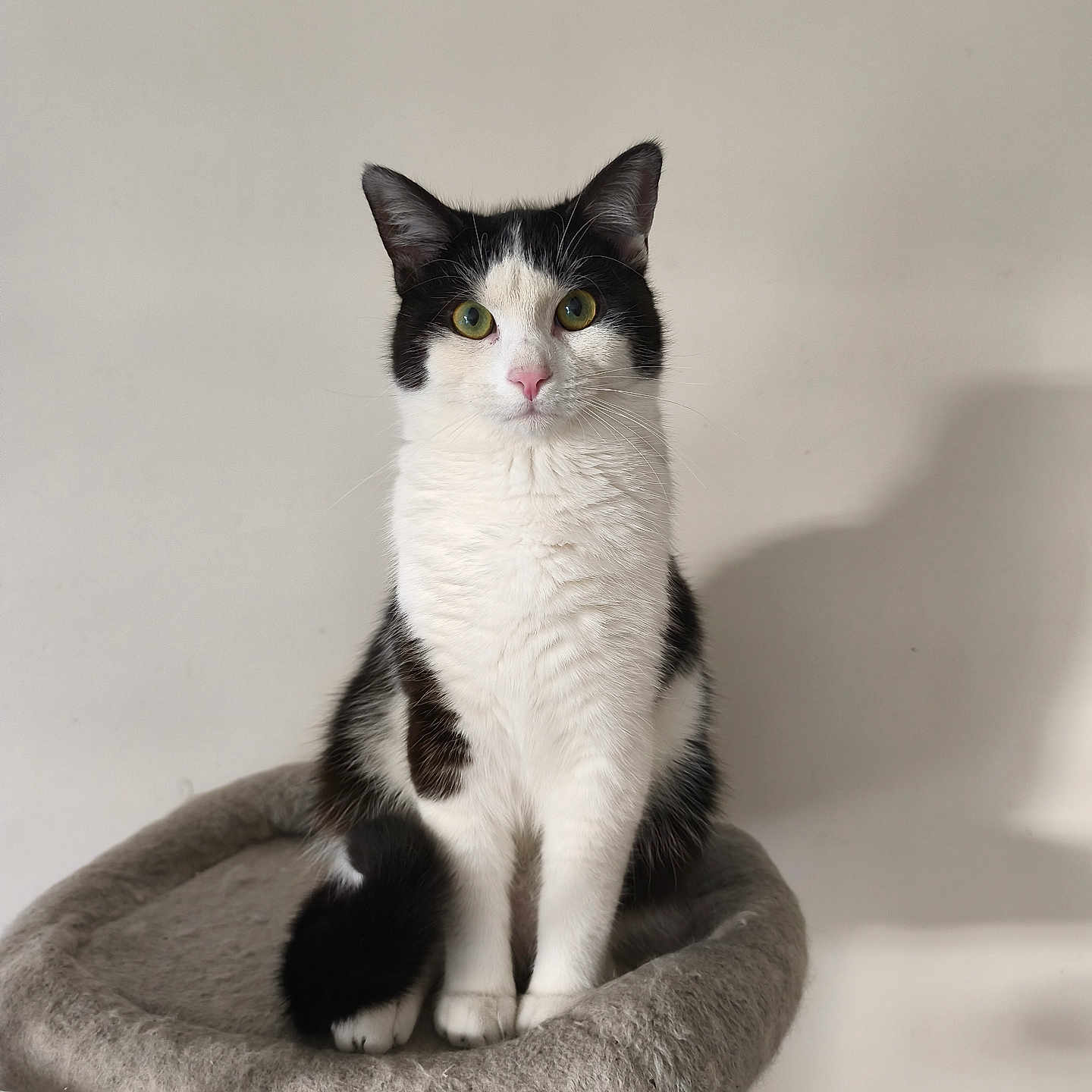 Thanos a rejoint le concours — aidez-le/la à gagner de superbes lots ! cat, black_and_white, pet, feline, sitting, cat_tree, indoor, fur, whiskers, green_eyes, animal, domestic_animal, cute, portrait, looking_at_camera, resting, furniture, shadow, calm, house