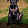 Balto
