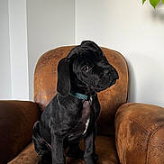 Balto participe au concours pour gagner de l'argent avec cette photo : puppy, dog, black_dog, sitting, leather_chair, armchair, indoors, houseplant, books, collar, portrait, pet, canine, short_hair, black_fur, white_chest, brown_furniture, living_room, cute, alert
