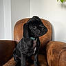 puppy, dog, black_dog, sitting, leather_chair, armchair, indoors, houseplant, books, collar, portrait, pet, canine, short_hair, black_fur, white_chest, brown_furniture, living_room, cute, alert