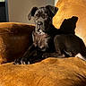 Balto a rejoint le concours — aidez-le/la à gagner de superbes lots ! dog, black_dog, pet, animal, portrait, sitting, lounging, armchair, furniture, indoor, sunlight, shadow, living_room, brown, black, short_hair, floppy_ears, collar, relaxed, photography