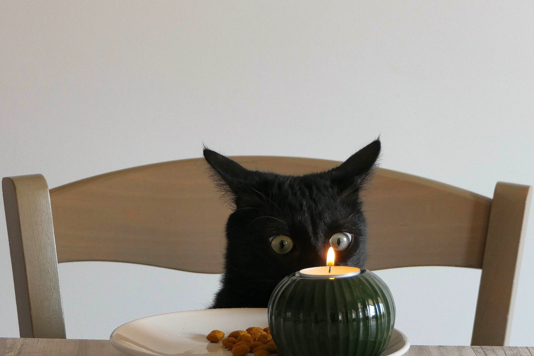 Chocolat a rejoint le concours — aidez-le/la à gagner de superbes lots ! bombay, calabaza, carnivore, cat, cucurbita, felidae, food, fruit, gourd, grey, plant, plate, pumpkin, small_to_medium_sized_cats, tableware, tail, vegetable, whiskers, winter_squash, wood