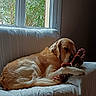 dog, golden_retriever, toy, teddy_bear, rope_toy, couch, white_couch, window, indoor, pet, animal, relaxed, lying_down, fur, natural_light, cozy, home, domestic, quiet, resting