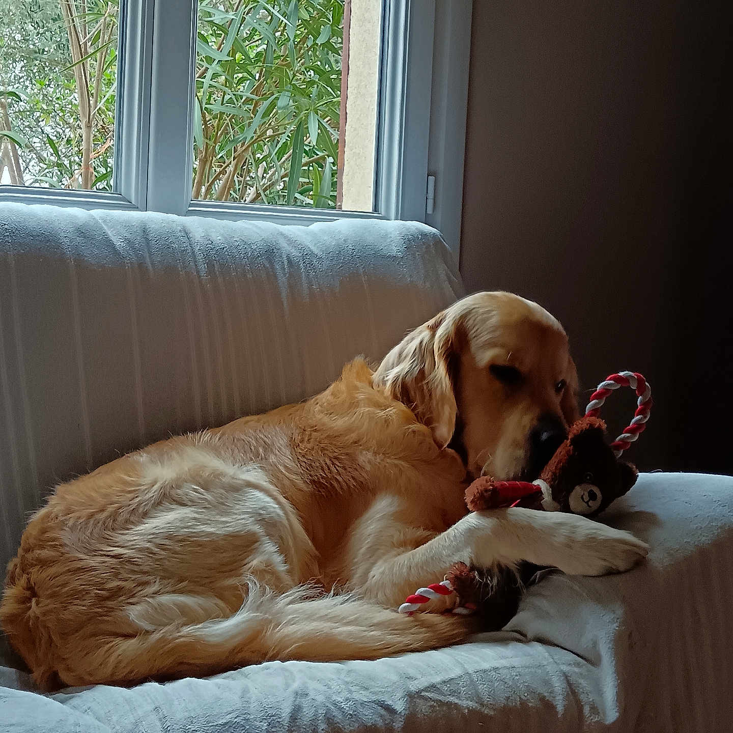 Maui a rejoint le concours — aidez-le/la à gagner de superbes lots ! dog, golden_retriever, toy, teddy_bear, rope_toy, couch, white_couch, window, indoor, pet, animal, relaxed, lying_down, fur, natural_light, cozy, home, domestic, quiet, resting