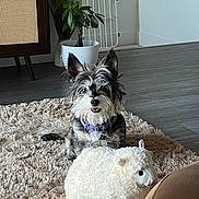 Sarah is registered to the contest to win money with this photo: dog, plush_toy, rug, living_room, plant, wooden_furniture, floor, collar, pet, indoor, happy, ears, toy, shaggy_rug, modern, home, pet_tag, smile, furniture, cozy